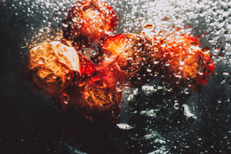 Dried orange roses. Bunch of beautiful faded flowers through the glass with rain drops. Sad love concept. Copy space, grey backgroundの写真素材