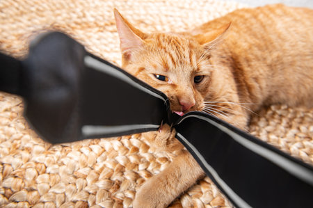 Cute little ginger cat is laying on jute rug at home and plays with camera strap
