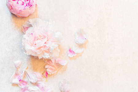Frame made of pink peony flowers on white background. Feminine flower composition. Flat lay, top view copy spaceの写真素材