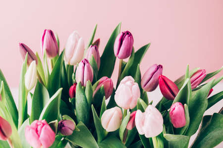 Beautiful Bunch of Colorful Classic Tulips in the Vase on pink background, spring holiday conceptの写真素材