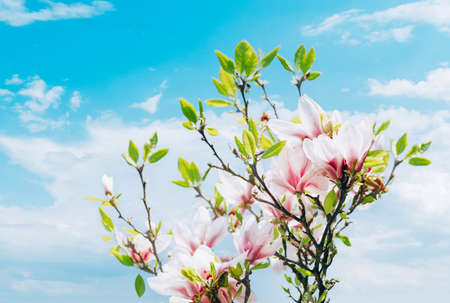 Beautiful White Magnolia Tree with Blooming Flowers during Springtime in English Garden, UKの写真素材