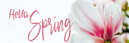 Hello Spring text on postcard. Beautiful Light Pink Magnolia Tree with Blooming Flowers during Springtime in English Garden, UK, banner sizeの写真素材