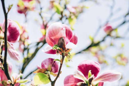 Beautiful Light Pink Magnolia Tree with Blooming Flowers during Springtime in English Garden, UKの写真素材