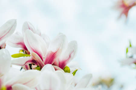 Beautiful White Magnolia Tree with Blooming Flowers during Springtime in English Garden, UK
