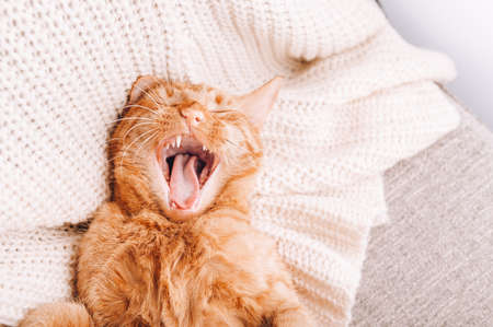 Ginger cat is laying on sofa, perfect pet companion. Its yawning funny with mouth widely open so you can see its teethの写真素材