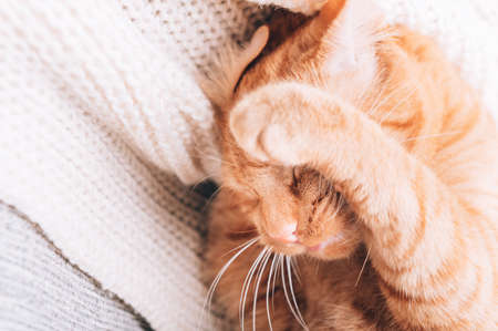 Ginger cat is laying on sofa and washing its face with paws, calm and happy, perfect pet companionの写真素材
