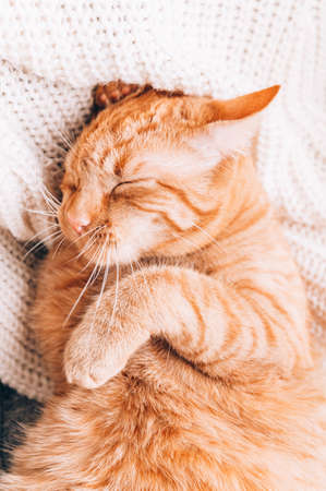 Ginger cat is laying on sofa and washing its face with paws, calm and happy, perfect pet companionの写真素材