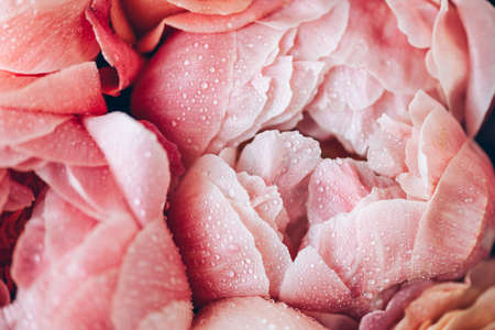 Fresh bunch of pink peonies and rosesの写真素材
