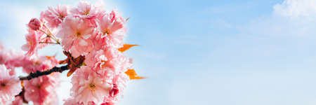 Sakura flowers, cherry blossomの写真素材
