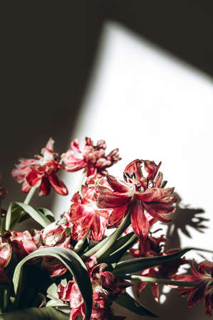 Close up of dried parrot tulips.の写真素材