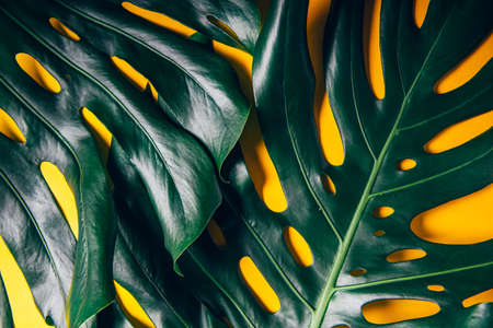 Tropical monstera leaves on yellowの写真素材