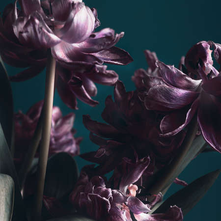 Close up of dried parrot tulips.の写真素材