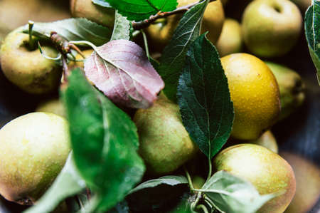 Juicy Ripe Yellow Applesの写真素材