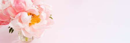 Beautiful Pink peonyの写真素材