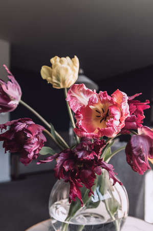 Bunch of Parrot Style Tulipsの写真素材