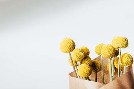 Craspedia globosa dry flowers