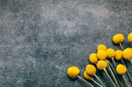 Craspedia globosa dry flowers
