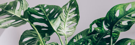 Monstera Monkey Maskの写真素材