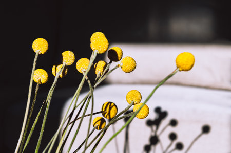 Craspedia globosa dry flowersの写真素材