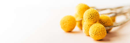 Craspedia globosa dry flowersの写真素材