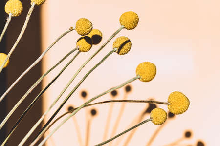 Craspedia globosa dry flowersの写真素材