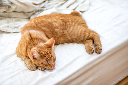 Cute ginger cat sleeps on the bedの写真素材