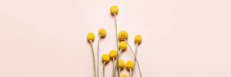 Craspedia globosa dry flowersの写真素材