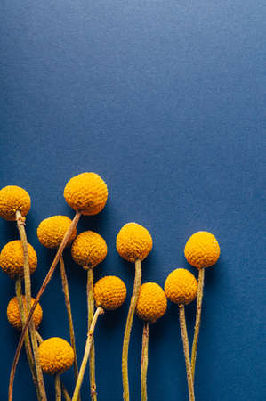 Craspedia globosa dry flowersの写真素材