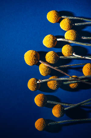 Craspedia globosa dry flowersの写真素材