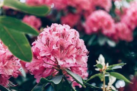 Pink Rhododendron in Beautiful Gardenの写真素材