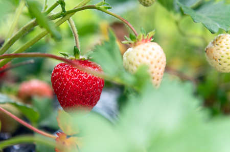 Strawberry picking in the farmの写真素材