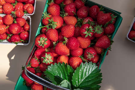 Macro of Fresh strawberriesの写真素材