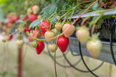 Strawberry picking in the farmの写真素材
