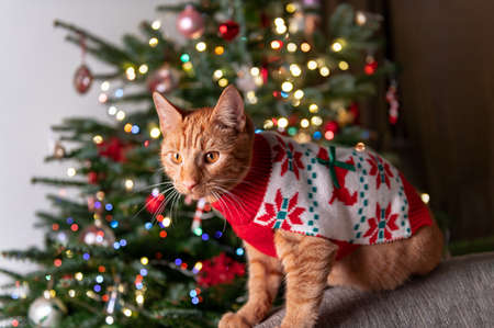 Cute ginger cat in xmas jumperの写真素材