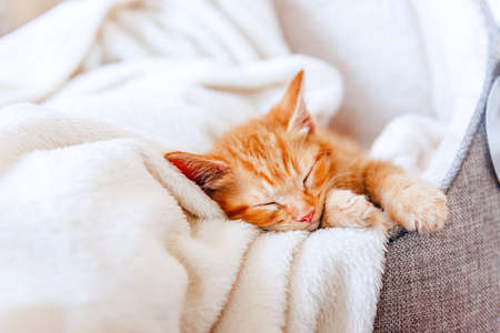 Cute ginger kitten sleepsの写真素材