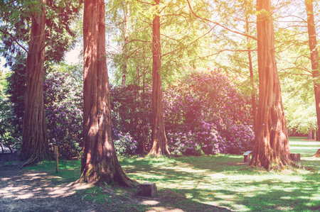 Garden with blooming trees during spring timeの写真素材