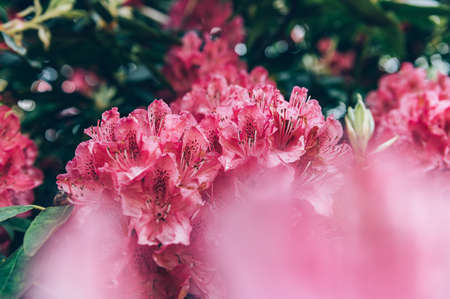 Shrubs in bloom of Pink Rhododendron