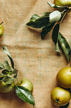 Juicy Ripe Yellow Applesの写真素材