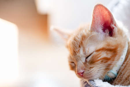 Cute little ginger kitten sleeps covered with cream soft blanket