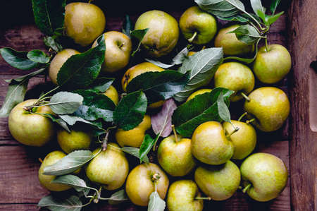 Juicy Ripe Yellow Applesの写真素材