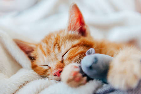 Cute ginger kitten sleepsの写真素材