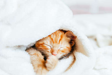 Cute ginger kitten sleeps