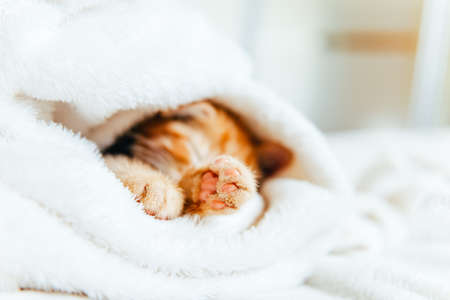 Cute ginger kitten sleepsの写真素材