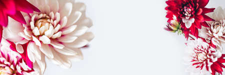 Bunch of red and white dahliasの写真素材