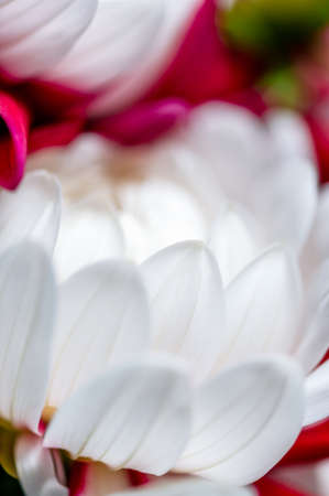 Bunch of red and white dahliasの写真素材