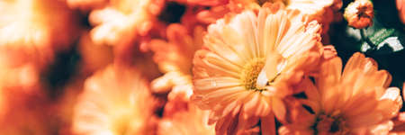 Orange chrysanthemum flowersの写真素材