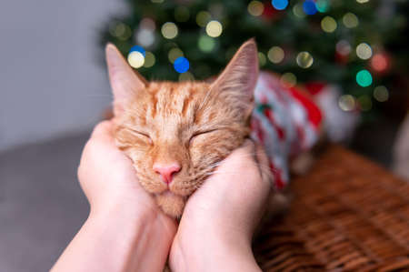 Cute ginger cat in xmas jumperの写真素材