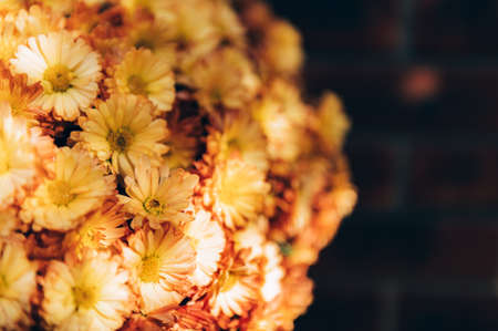 Orange chrysanthemum flowers