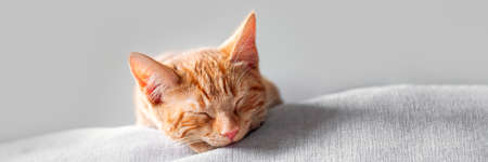 Cute ginger kitten sleepsの写真素材