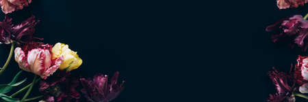 Bunch of Parrot Style Tulipsの写真素材